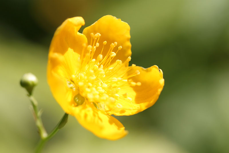 YELLOW_FLOWER_2