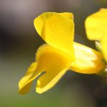Yellow_Flower_3